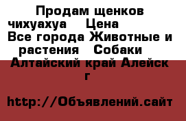 Продам щенков чихуахуа  › Цена ­ 10 000 - Все города Животные и растения » Собаки   . Алтайский край,Алейск г.